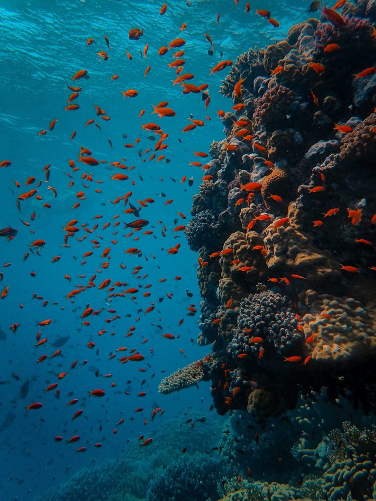 underwater, coral, fish-5310424.jpg